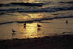 Horseneck sunset gulls